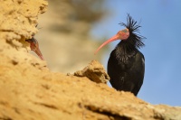 Ibis skalni - Geronticus eremita - Waldrapp - Bald Ibis 5858